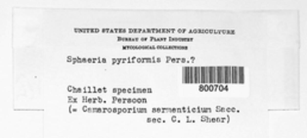 Rhamphoria pyriformis image